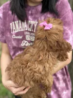 Molly, a female Cavapoo and Cavalier King Charles Spaniel for sale in Missouri, MO – Photo 10 of 10
