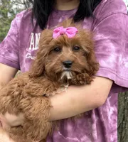 Molly, a female Cavapoo and Cavalier King Charles Spaniel for sale in Missouri, MO – Photo 8 of 10