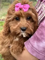 Molly, a female Cavapoo and Cavalier King Charles Spaniel for sale in Missouri, MO – Photo 6 of 10