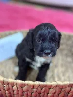 Joe, a male Cavapoo and Cavalier King Charles Spaniel for sale in Marshfield, MO – 2 of 7