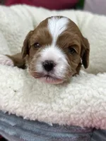 Dixie, a female Cavapoo and Cavalier King Charles Spaniel for sale in Marshfield, MO – 9 of 10