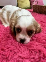 Jake , a male Cavalier King Charles Spaniel for sale in Marshfield, MO – 10 of 10