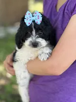 Tulip sale pending , a female Cavapoo and Cavalier King Charles Spaniel for sale in Marshfield, MO – 3 of 10