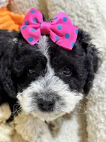 Tulip, a female Cavapoo and Cavalier King Charles Spaniel for sale in Marshfield, MO – 3 of 7