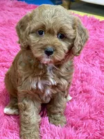 Lily, a female Cavapoo and Cavalier King Charles Spaniel for sale in Marshfield, MO – 6 of 10