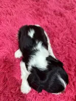 Ace , a male Cavalier King Charles Spaniel for sale in Marshfield, MO – 9 of 10