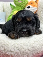 Barney , a male Cavapoo and Cavalier King Charles Spaniel for sale in Marshfield, MO – 3 of 5