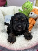 Barney , a male Cavapoo and Cavalier King Charles Spaniel for sale in Marshfield, MO – 4 of 5