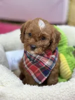 Hudson , a male Cavapoo and Cavalier King Charles Spaniel for sale in Marshfield, MO – 1 of 10