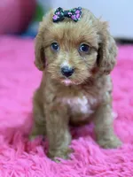 Riley , a female Cavapoo and Cavalier King Charles Spaniel for sale in Marshfield, MO – 8 of 10