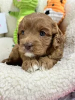 Marsha, a female Cavapoo and Cavalier King Charles Spaniel for sale in Marshfield, MO – 7 of 10
