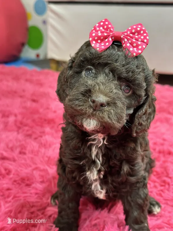 Tootsie – Cavapoo, Cavalier King Charles Spaniel puppy for sale in Marshfield, MO