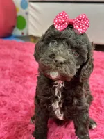 Tootsie, a female Cavapoo and Cavalier King Charles Spaniel for sale in Marshfield, MO – 1 of 10