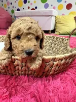 Gus, a male Cavapoo and Cavalier King Charles Spaniel for sale in Marshfield, MO – 7 of 10