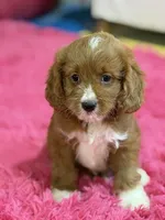 Murray , a male Cavapoo and Cavalier King Charles Spaniel for sale in Marshfield, MO – 3 of 10