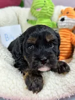 Billy , a male Cavapoo and Cavalier King Charles Spaniel for sale in Marshfield, MO – 4 of 6