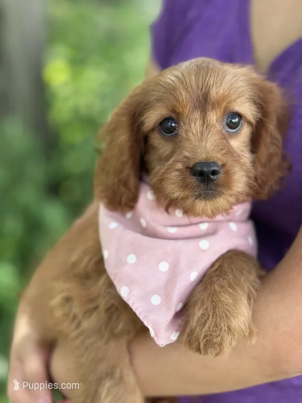Ruby – Cavapoo, Cavalier King Charles Spaniel puppy for sale in Marshfield, MO