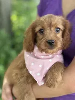 Ruby, a female Cavapoo and Cavalier King Charles Spaniel for sale in Marshfield, MO – 1 of 8