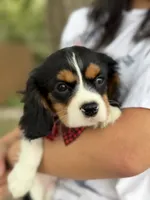 Ace , a male Cavalier King Charles Spaniel for sale in Marshfield, MO – 7 of 10