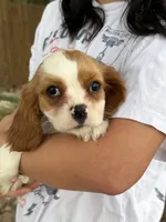 Johnny, a male Cavalier King Charles Spaniel for sale in Marshfield, MO – 5 of 10