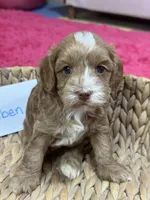 Ruben , a male Cavapoo and Cavalier King Charles Spaniel for sale in Marshfield, MO – 7 of 8