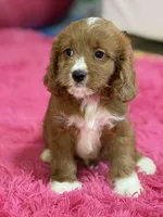 Murray , a male Cavapoo and Cavalier King Charles Spaniel for sale in Marshfield, MO – 10 of 10