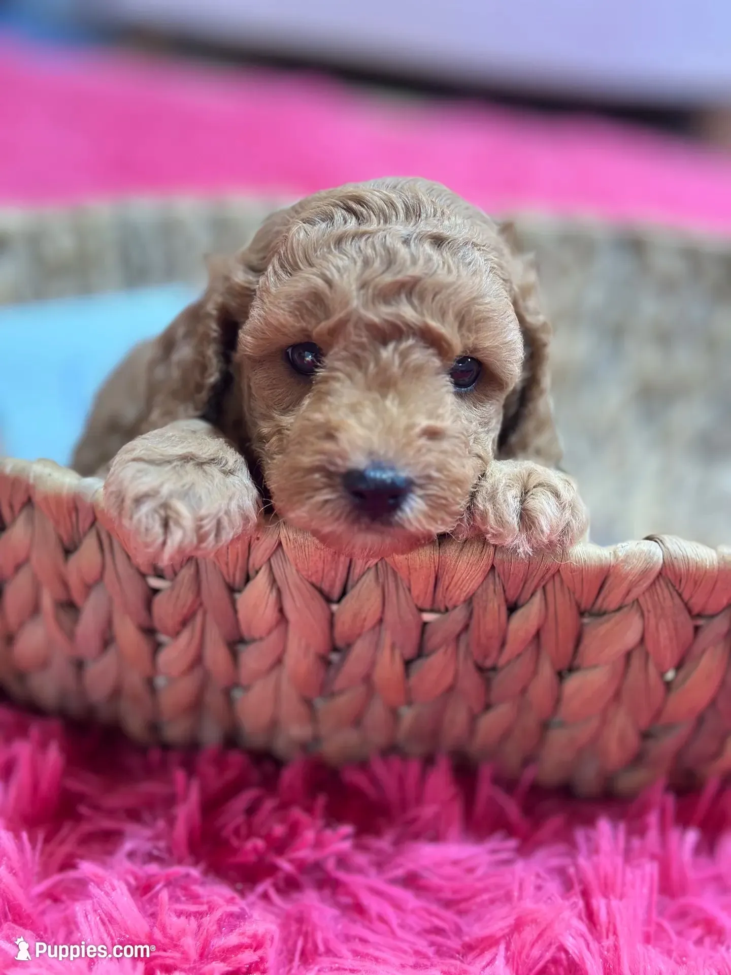 Gus, a male Cavapoo and Cavalier King Charles Spaniel for sale in Marshfield, MO – 7 of 10