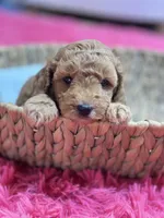 Gus, a male Cavapoo and Cavalier King Charles Spaniel for sale in Marshfield, MO – 6 of 10