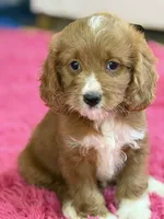Murray , a male Cavapoo and Cavalier King Charles Spaniel for sale in Marshfield, MO – 6 of 10