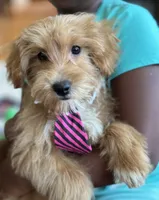 Max, a male Schnoodle for sale in Marshfield, MO – 1 of 10