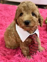 Gus, a male Cavapoo and Cavalier King Charles Spaniel for sale in Marshfield, MO – 4 of 10