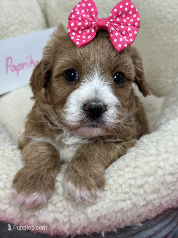 Paprika – Cavapoo, Cavalier King Charles Spaniel puppy for sale in Marshfield, MO