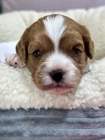 Dixie, a female Cavapoo and Cavalier King Charles Spaniel for sale in Marshfield, MO – 3 of 10