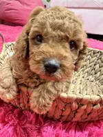 Toby , a male Cavapoo and Cavalier King Charles Spaniel for sale in Marshfield, MO – 2 of 10