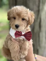 Max, a male Schnoodle for sale in Marshfield, MO – 2 of 10