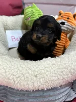 Bella , a female Cavapoo and Cavalier King Charles Spaniel for sale in Marshfield, MO – 9 of 9