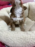 Paprika, a female Cavapoo and Cavalier King Charles Spaniel for sale in Marshfield, MO – 8 of 10