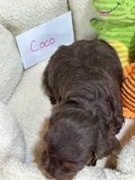 Coco, a female Cavapoo and Cavalier King Charles Spaniel for sale in Marshfield, MO – 9 of 10