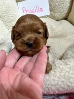 Priscilla , a female Cavapoo and Cavalier King Charles Spaniel for sale in Marshfield, MO – 3 of 8