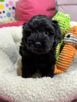 Elvis, a male Cavapoo and Cavalier King Charles Spaniel for sale in Marshfield, MO – 9 of 10