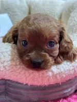 Lily , a female Cavapoo and Cavalier King Charles Spaniel for sale in Marshfield, MO – 6 of 10