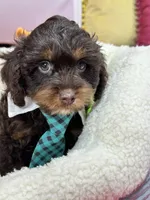 Snickers , a male Cavapoo and Cavalier King Charles Spaniel for sale in Marshfield, MO – 6 of 9