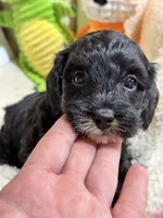 Timmy, a male Cavapoo and Cavalier King Charles Spaniel for sale in Marshfield, MO – 5 of 10