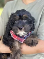 Billy , a male Cavapoo and Cavalier King Charles Spaniel for sale in Marshfield, MO – 3 of 10