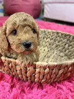 Gus, a male Cavapoo and Cavalier King Charles Spaniel for sale in Marshfield, MO – 10 of 10