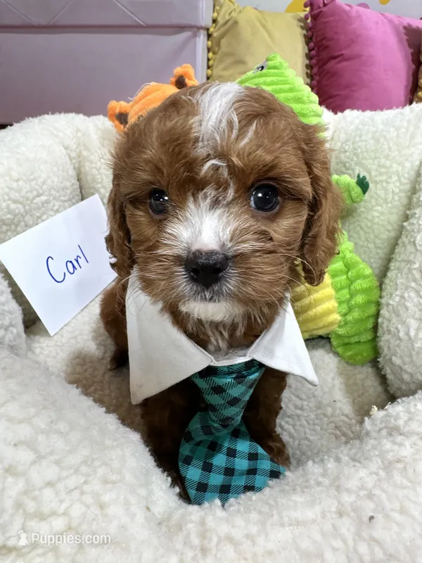 Carl – Cavapoo, Cavalier King Charles Spaniel puppy for sale in Marshfield, MO
