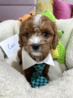 Carl, a male Cavapoo and Cavalier King Charles Spaniel for sale in Marshfield, MO – 1 of 10