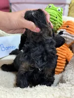 Barney , a male Cavapoo and Cavalier King Charles Spaniel for sale in Marshfield, MO – 5 of 5