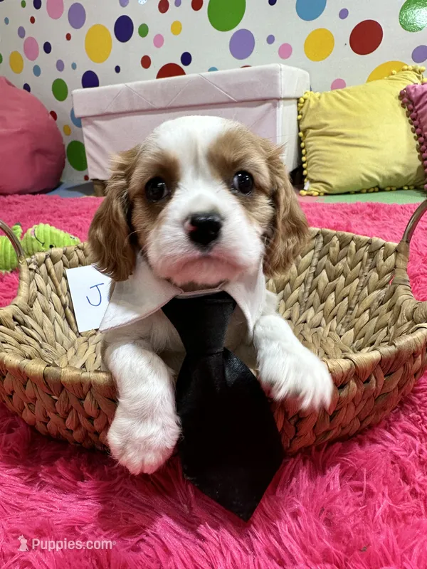 Jake  – Cavalier King Charles Spaniel puppy for sale in Marshfield, MO