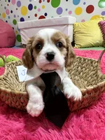 Jake , a male Cavalier King Charles Spaniel for sale in Marshfield, MO – 1 of 10